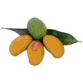 Mango-_-Taatas-1-1-600x600